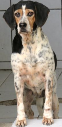 Lea 4, weiblicher Beagle-Pointer-Mix