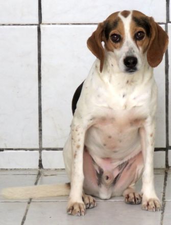 Lew Männlicher Beagle X Pointer 