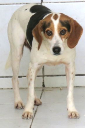 Lew Männlicher Beagle X Pointer 