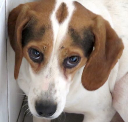 Lew Männlicher Beagle X Pointer 