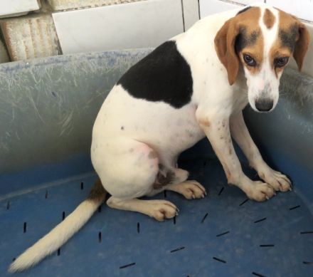 Lew Männlicher Beagle X Pointer 