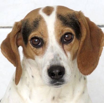 Lew Männlicher Beagle X Pointer 
