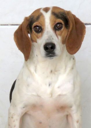 Lew Männlicher Beagle X Pointer 