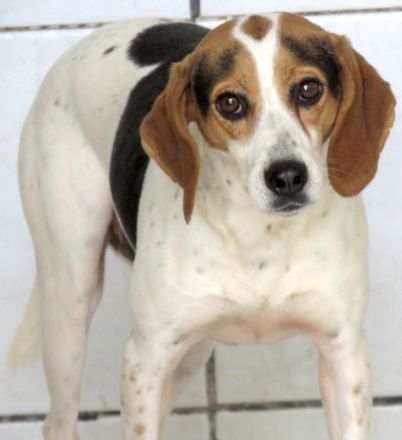 Lew Männlicher Beagle X Pointer 