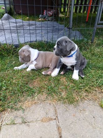 Zwei Boston Welpen in der Farbe Lilac