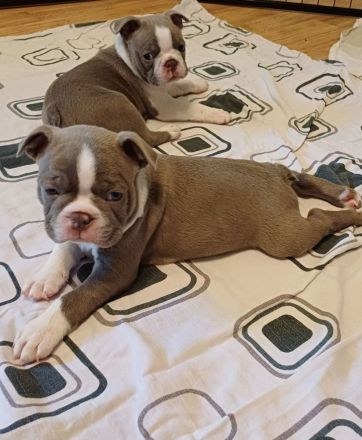 Zwei Boston Welpen in der Farbe Lilac