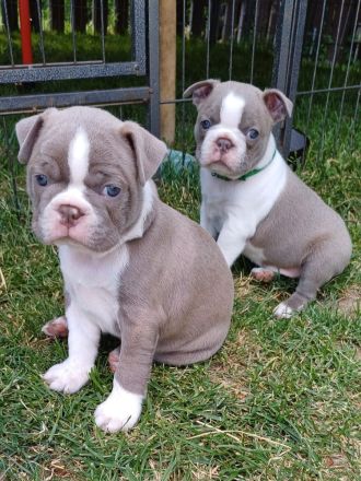 Zwei Boston Welpen in der Farbe Lilac