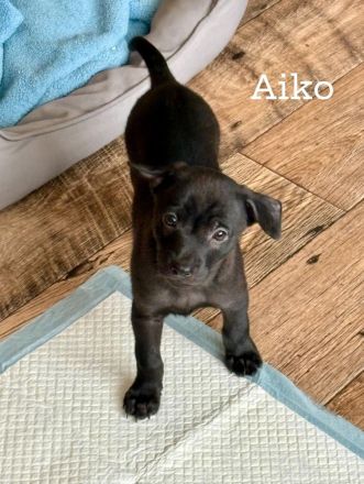 Reinrassige peruanische Nackthundwelpen mit FCI-Papieren