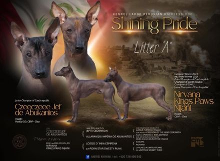 Reinrassige peruanische Nackthundwelpen mit FCI-Papieren