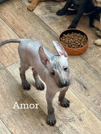 Reinrassige peruanische Nackthundwelpen mit FCI-Papieren