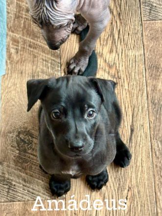 Reinrassige peruanische Nackthundwelpen mit FCI-Papieren