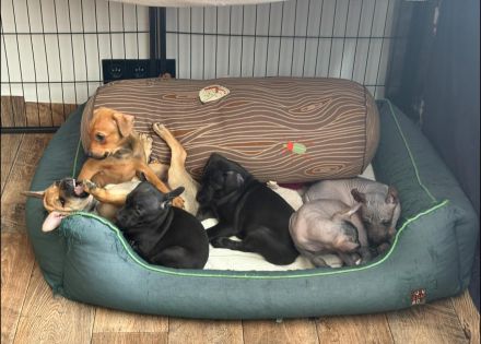 Reinrassige peruanische Nackthundwelpen mit FCI-Papieren