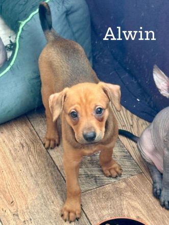 Reinrassige peruanische Nackthundwelpen mit FCI-Papieren