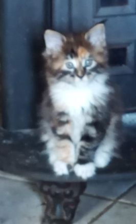 reinrassige Main Coon Kitten