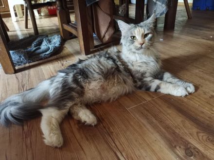 reinrassige Main Coon Kitten