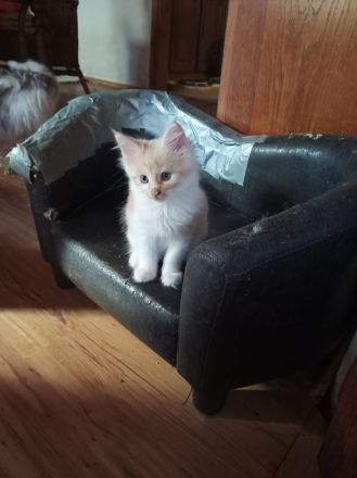 reinrassige Main Coon Kitten