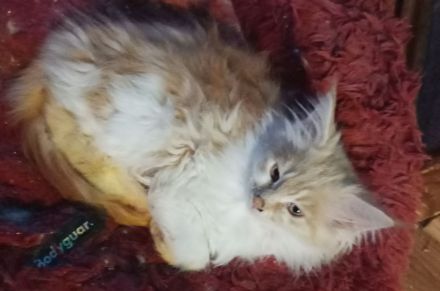 reinrassige Main Coon Kitten
