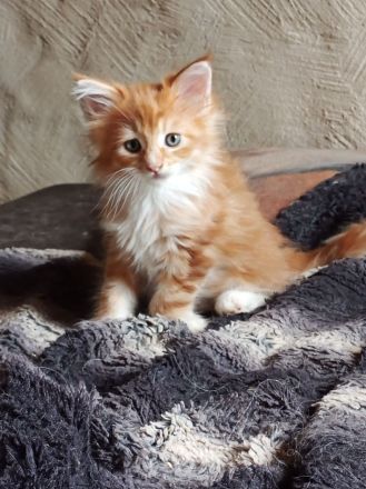 reinrassige Main Coon Kitten