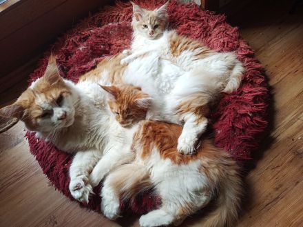 reinrassige Main Coon Kitten