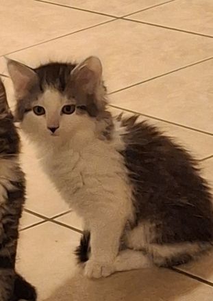 Maine coon Kätzchen