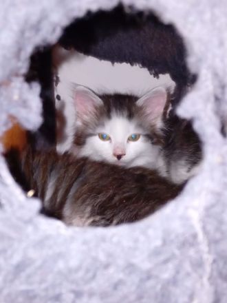 Maine coon Kätzchen