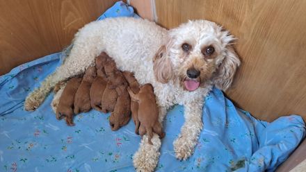 Süsse apricot Cavapoo Welpen suchen ab Ende August ein neues zu Hause