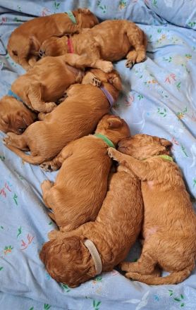 Süsse apricot Cavapoo Welpen suchen ab Ende August ein neues zu Hause