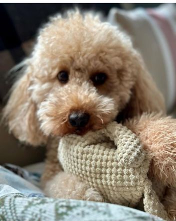 Süsse apricot Cavapoo Welpen suchen ab Ende August ein neues zu Hause