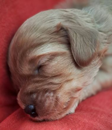 Süsse apricot Cavapoo Welpen suchen ab Ende August ein neues zu Hause