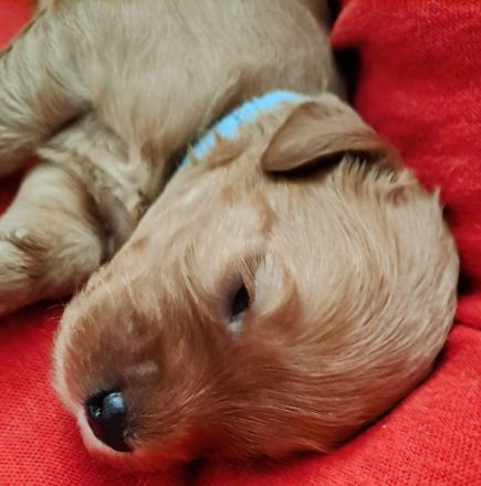 Süsse apricot Cavapoo Welpen suchen ab Ende August ein neues zu Hause