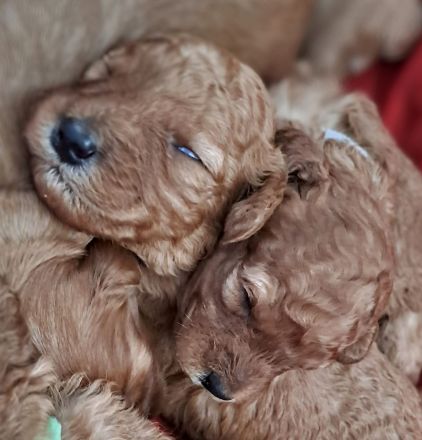 Süsse apricot Cavapoo Welpen suchen ab Ende August ein neues zu Hause