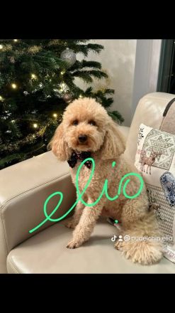 Süsse apricot Cavapoo Welpen suchen ab Ende August ein neues zu Hause