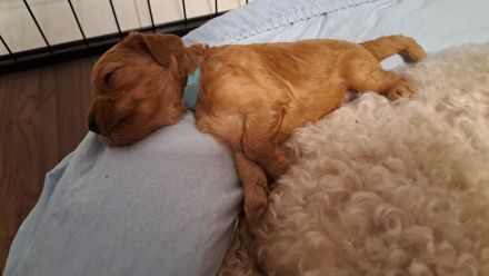 Süsse apricot Cavapoo Welpen suchen ab Ende August ein neues zu Hause