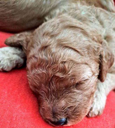 Süsse apricot Cavapoo Welpen suchen ab Ende August ein neues zu Hause