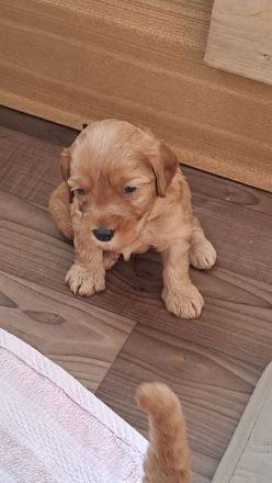 Süsse apricot Cavapoo Welpen suchen ab Ende August ein neues zu Hause