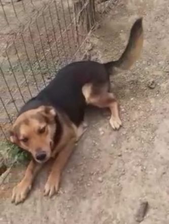 Sensible CHARLIE sucht ihre Menschen