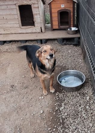 Sensible CHARLIE sucht ihre Menschen