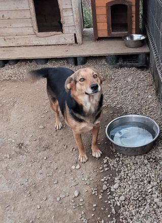 Sensible CHARLIE sucht ihre Menschen