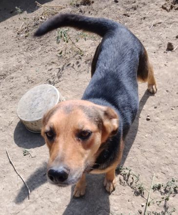 Sensible CHARLIE sucht ihre Menschen