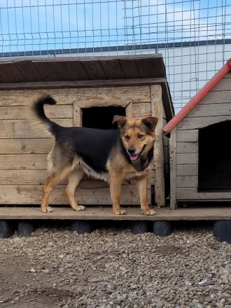 Sensible CHARLIE sucht ihre Menschen