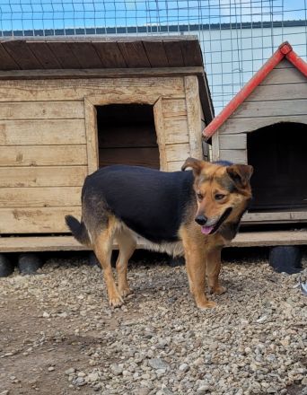 Sensible CHARLIE sucht ihre Menschen