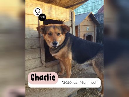 Sensible CHARLIE sucht ihre Menschen