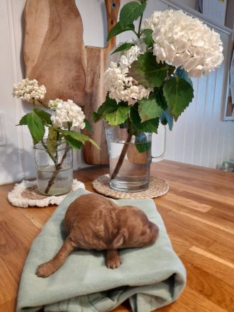 Bollipoo Welpen - wie aus dem Bilderbuch /Bolonka x Zwergpudel ähnlich Maltipoo,Toy Pudel,Kleinpudel