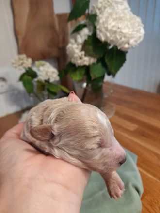 Bollipoo Welpen - wie aus dem Bilderbuch /Bolonka x Zwergpudel ähnlich Maltipoo,Toy Pudel,Kleinpudel