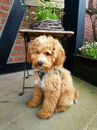 Bollipoo Welpen - wie aus dem Bilderbuch /Bolonka x Zwergpudel ähnlich Maltipoo,Toy Pudel,Kleinpudel