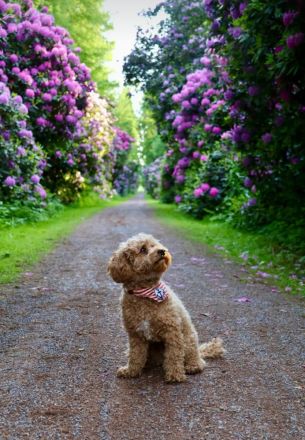 Bollipoo Welpen - wie aus dem Bilderbuch /Bolonka x Zwergpudel ähnlich Maltipoo,Toy Pudel,Kleinpudel
