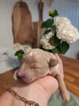 Bollipoo Welpen - wie aus dem Bilderbuch /Bolonka x Zwergpudel ähnlich Maltipoo,Toy Pudel,Kleinpudel