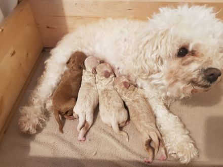 Bollipoo Welpen - wie aus dem Bilderbuch /Bolonka x Zwergpudel ähnlich Maltipoo,Toy Pudel,Kleinpudel