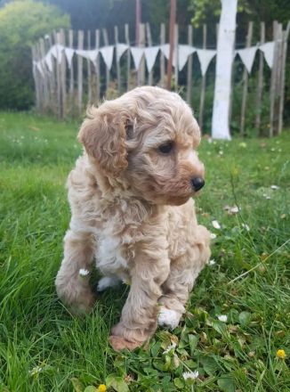 Bollipoo Welpen - wie aus dem Bilderbuch /Bolonka x Zwergpudel ähnlich Maltipoo,Toy Pudel,Kleinpudel