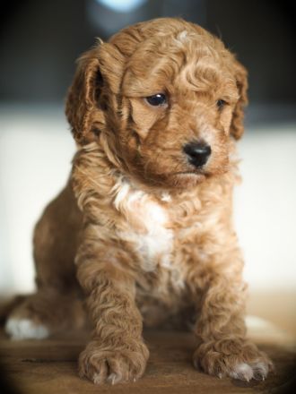 Bollipoo Welpen - wie aus dem Bilderbuch /Bolonka x Zwergpudel ähnlich Maltipoo,Toy Pudel,Kleinpudel